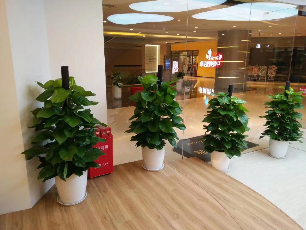 佛山租花、租綠植