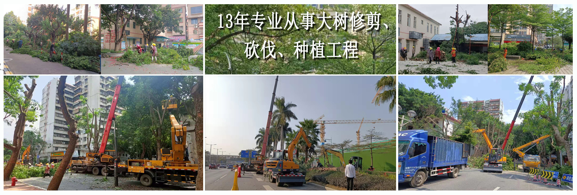 佛山園林綠化工程,佛山樹木大樹修剪,佛山植物租賃，佛山綠植出租租賃，佛山綠化養護
