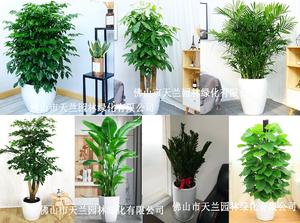 佛山花卉、綠植、盆栽、植物出租