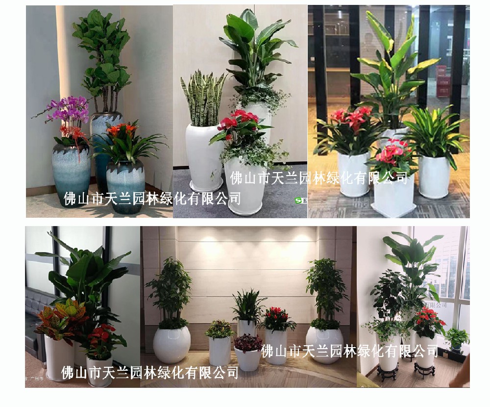 佛山花卉、綠植、盆栽、植物租賃