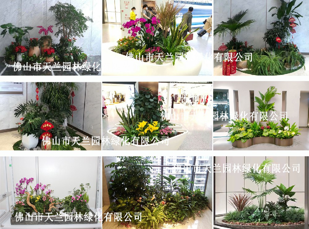 佛山租賃綠植、花卉
